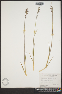 Arctagrostis latifolia image