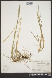 Arctagrostis latifolia image