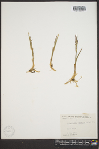 Arctagrostis latifolia image