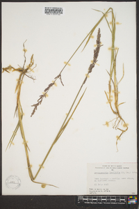 Arctagrostis latifolia image