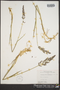 Arctagrostis latifolia image