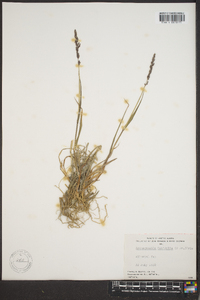 Arctagrostis latifolia image