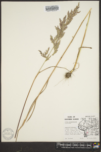 Cinna arundinacea image