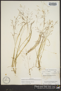 Agrostis elliottiana image