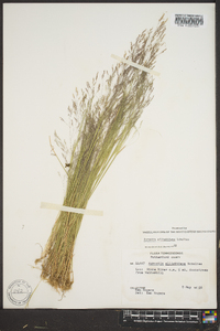 Agrostis elliottiana image