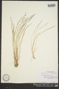 Agrostis elliottiana image