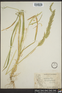 Agrostis exarata image