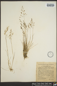 Agrostis borealis image