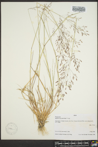 Agrostis capillaris image