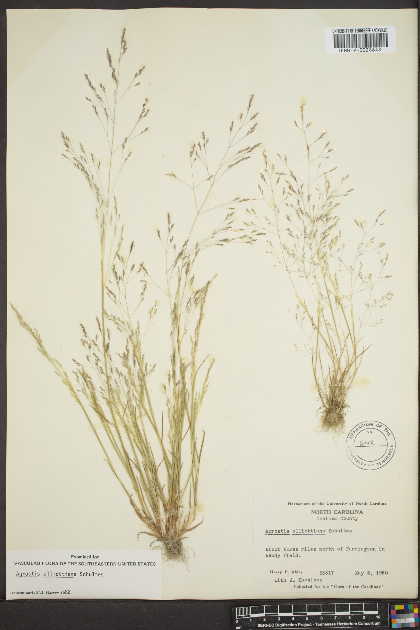 Agrostis elliotiana image