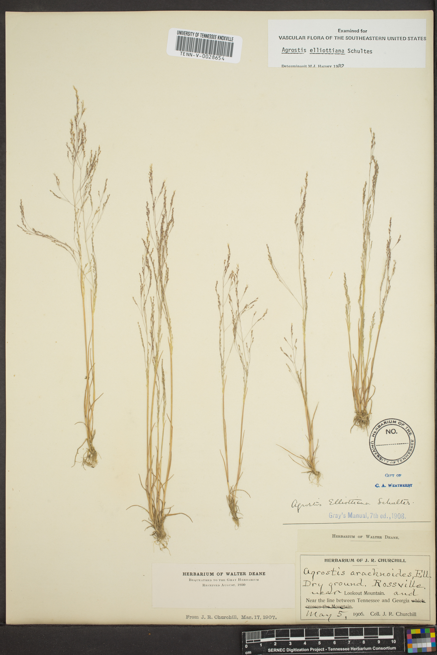 Agrostis elliotiana image