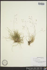 Agrostis mertensii image