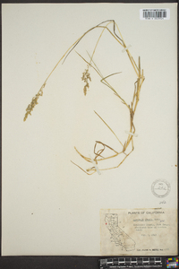 Agrostis capillaris image