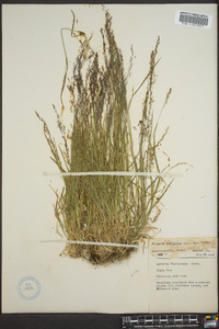 Agrostis humilis image