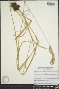 Calamagrostis coarctata image