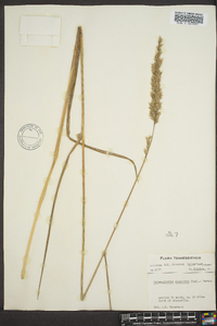 Calamagrostis cinnoides image