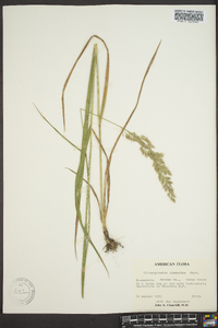 Calamagrostis cinnoides image