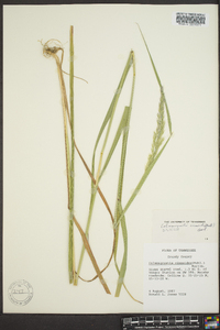 Calamagrostis cinnoides image