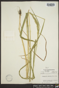 Calamagrostis cinnoides image