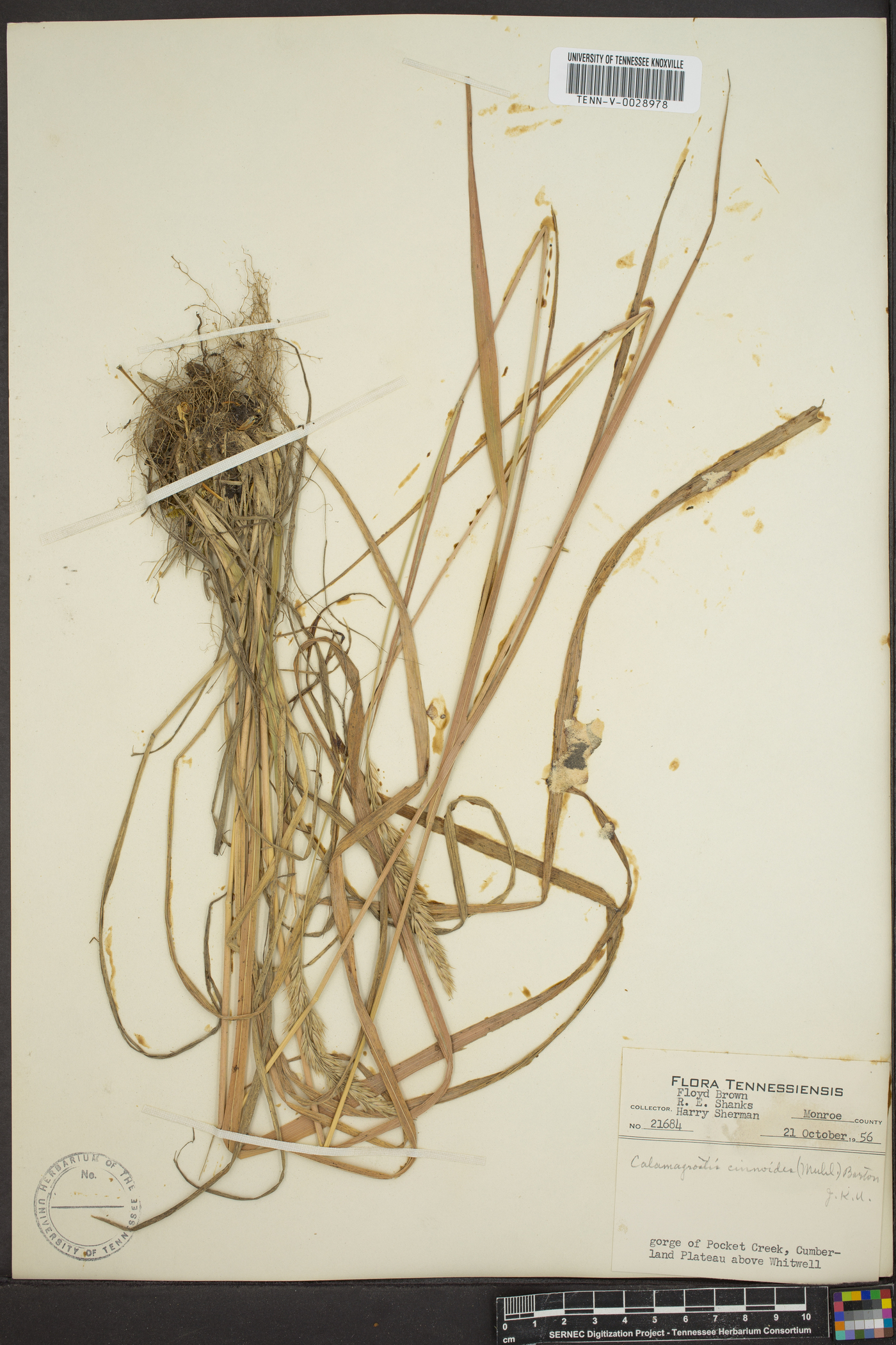 Calamagrostis cinnoides image