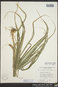 Calamagrostis porteri image