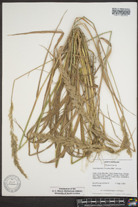 Calamagrostis cinnoides image