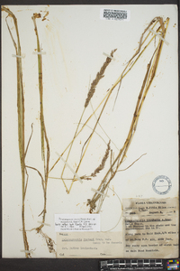 Calamagrostis stricta image