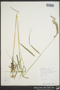 Calamagrostis stricta image