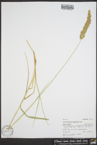 Calamagrostis stricta image