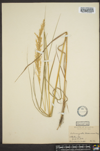 Calamagrostis macouniana image