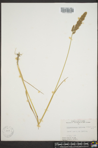 Calamagrostis stricta subsp. stricta image