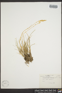 Calamagrostis stricta image