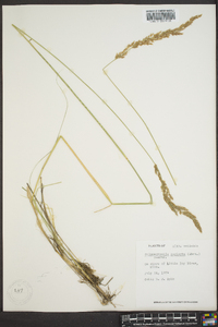 Calamagrostis stricta image