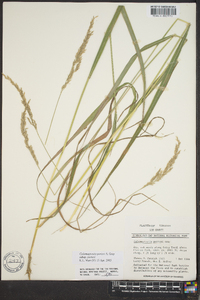 Calamagrostis porteri subsp. porteri image