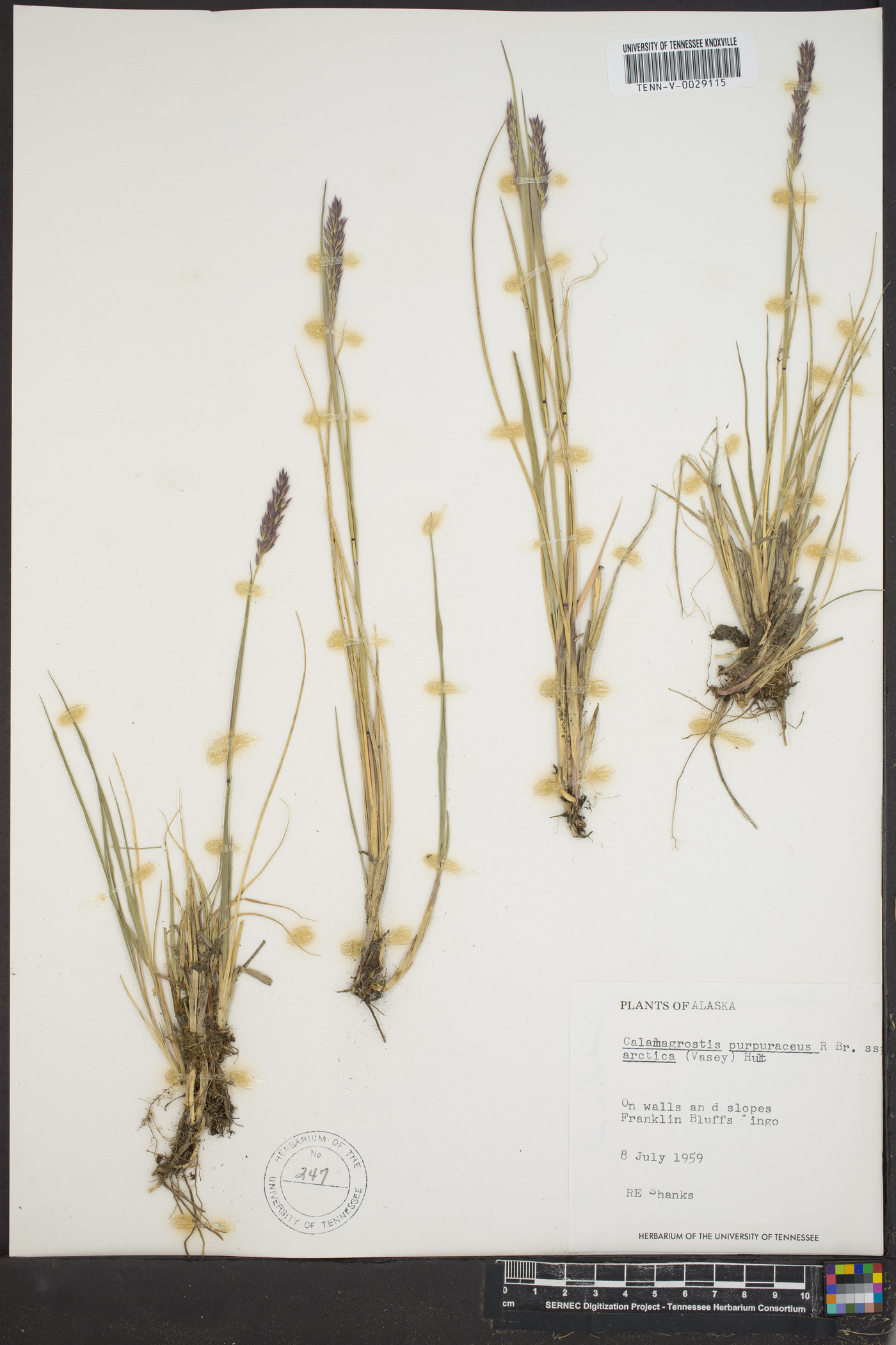 Calamagrostis purpurascens subsp. arctica image
