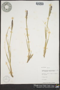 Calamagrostis purpurascens subsp. arctica image