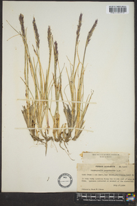 Calamagrostis purpurascens image