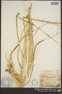 Ammophila arenaria image