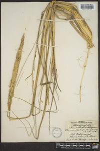 Ammophila arenaria image