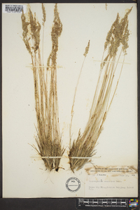 Corynephorus canescens image