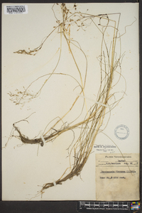 Deschampsia flexuosa image