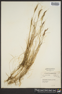 Deschampsia flexuosa image