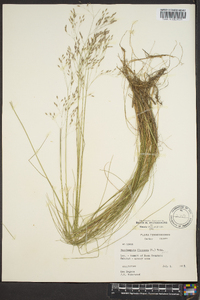 Deschampsia flexuosa image