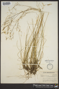 Deschampsia flexuosa image