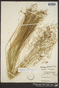 Deschampsia flexuosa image