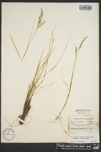 Deschampsia flexuosa image