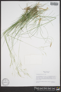 Deschampsia flexuosa image