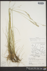 Deschampsia flexuosa image