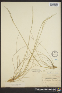 Deschampsia flexuosa image