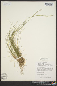 Deschampsia flexuosa image